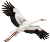 Ilustrácia letiaceho bociana bieleho